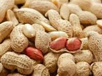 پیش بینی برداشت 200 تن پیله تر بادام زمینی در خلخال