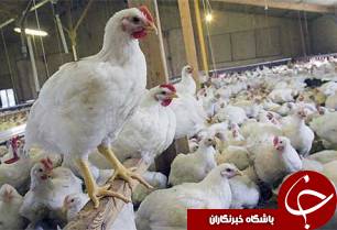 افزايش 16 درصدي مرغداري ها در خوزستان