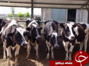 عملیات اصلاح  نژاد برای دامها