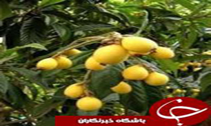 آغاز برداشت انبه یا ازگیل ژاپنی