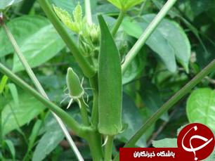 برداشت بیش از 100 تن بامیه از اراضی آبادان