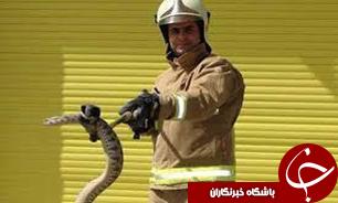 صید مار از منزل مسکونی یک شهروند گیلانی