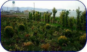 کشت سویا در بیش از هزار و 400 هکتار از اراضی مازندران