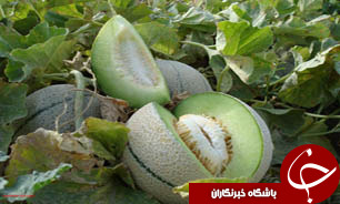 برداشت طالبی خارج از فصل در ايرانشهر