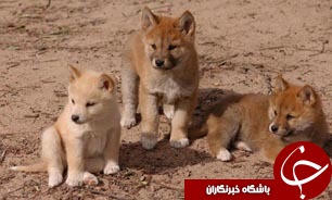 تحویل 5 توله گرگ  به باغ وحش  خرم&zwnj;آباد
