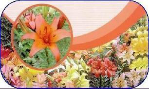 گل رز مازندران در سبد خرید  کشورهای خارجی