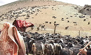 چرا بی رویه دام و خطر مرگ مراتع + فیلم
