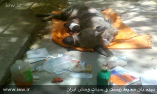 شکنجه وحشیانه یک کفتار در رامهرمز