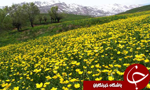 خرید بیش از 7 هزار تن کلزا از کشاورزان خوزستان