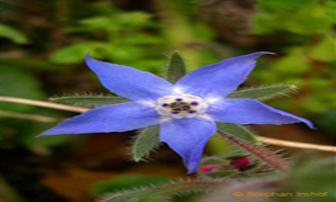 گل گاو زبان،  گیاهی مناسب برای سرما خوردگی