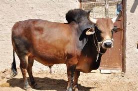 گاو اصیل سیستانی مقاومترین نژاد گاوی کشور