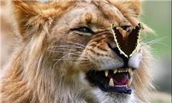دوستی پروانه‌ها با حیوانات + عکس