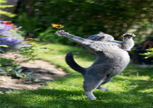 دوستی پروانه&zwnj;ها با حیوانات + عکس