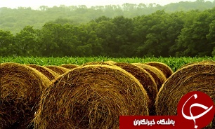 توليد 65 هزارتن کاه و کلش در انديمشک