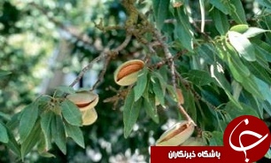 آسیب خشکسالی به بادامستان کاشمر