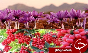 5 درصد،سهم تولید داخلی از بازار بزرگ سوغات مشهد الرضا