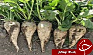 سیاستهای تشویقی برای توسعه کشت چغندرقند