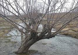 از چشمه غربال بیز دیدن کنید