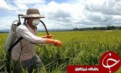 انجام عملیات مبارزه با سن غلات در مزارع شهرستان بهار