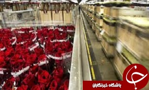افزایش 40 درصدی صادرات گل از تنکابن