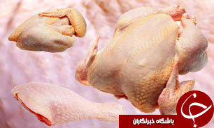 پولتان را بابت چربی مرغ دور نریزید/ وزن استاندارد مرغ 1300 گرم است