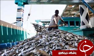 آغاز صيد ماهيان تن در سيريک
