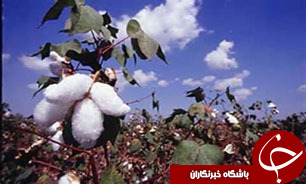گلستان  نهمین استان تولید کننده دانه های روغنی
