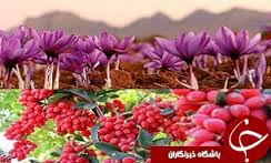 ارزآوری 5 میلیون دلاری صادرات زرشک و زعفران خراسان جنوبی