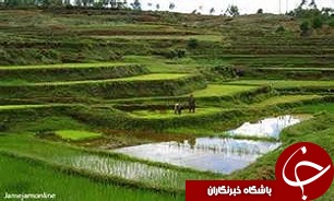 پایان اردیبهشت ماه مهلت بیمه شالیزارهای گیلان