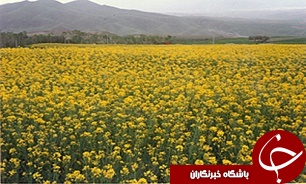 کاشت کلزا در 3 هزار و 500 هکتار مزارع خراسان رضوي
