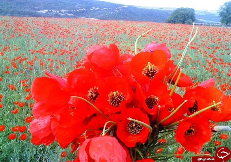 سیگار کشیدن در این روستا ممنوع
