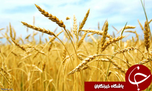 خرید بیش از چهار هزار تن گندم از کشاورزان ماهشهری