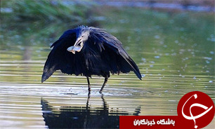 رهاسازی حواصیل شب در شهرستان شفت