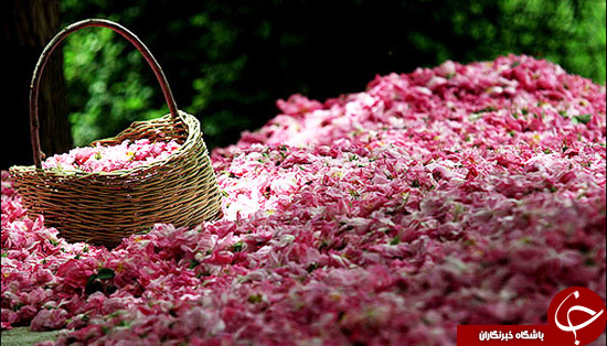 گلاب گیری کاشان زبانزد خاص و عام + تصاویر