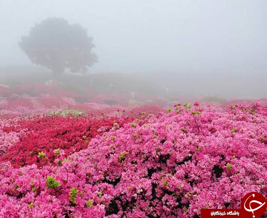 گلاب گیری کاشان زبانزد خاص و عام + تصاویر
