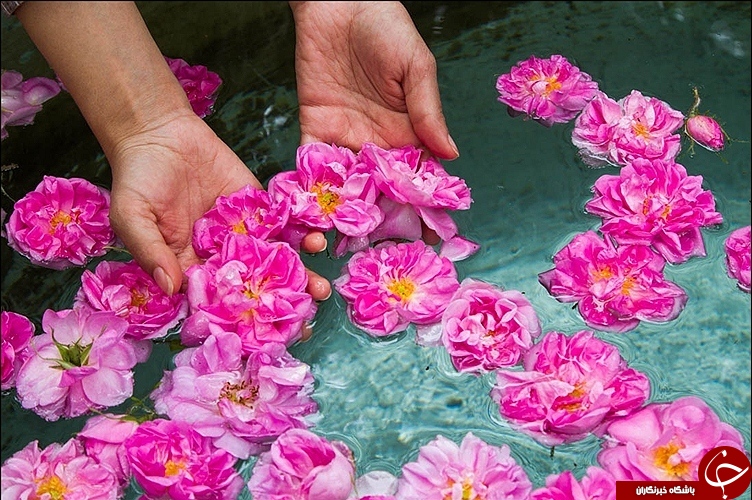 گلاب گیری کاشان زبانزد خاص و عام + تصاویر