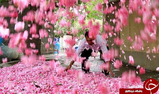 گلاب گیری کاشان زبانزد خاص و عام + تصاویر