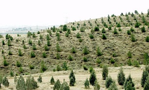 سرانه جنگل در اردبیل نسبت به میانگین کشوری پایین است
