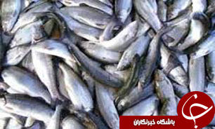 بازار ماهی فروشان رشت زیر ذره بین نظارت بازرسان