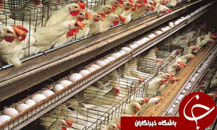 تبدیل واحد های سنتی به صنعتی با تجمیع مرغداری‌ها