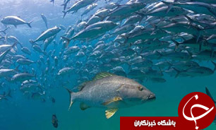 افزایش 20 درصدی صادرات آبزیان از هرمزگان
