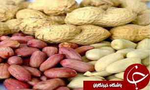 تولید 90درصد بادام زمینی کشور در آستانه اشرفیه