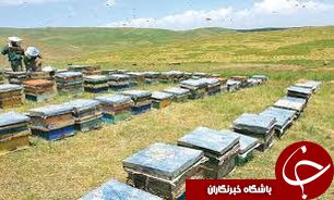 آغاز کوچ بهاره زنبورداران گیلانی