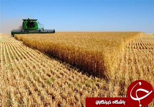 خرید گندم به نرخ تضمینی از کشاورزان حمیدیه