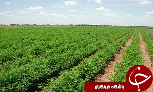 خسارت به 243 هزار هکتار از مزارع خوزستان