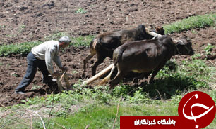 نبود آموزش دلیلی بر کاهش بهره وری در کشاورزی