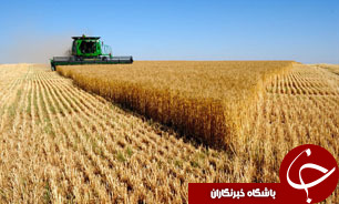 خريداری 300 هزار تن گندم از کشاورزان خوزستانی