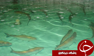 توليد ماهی سالم در استان اصفهان