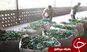 آغاز برداشت برگ سبز چای از باغ‌های مازندران و گيلان