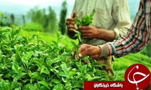 برداشت برگ سبزچای ازباغهای شمال کشور از  امروز آغازمی شود